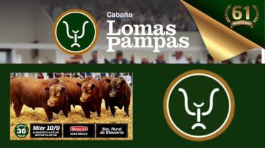 Olavarría: Lomas Pampas realizará su 36º remate anual de toros y vaquillonas