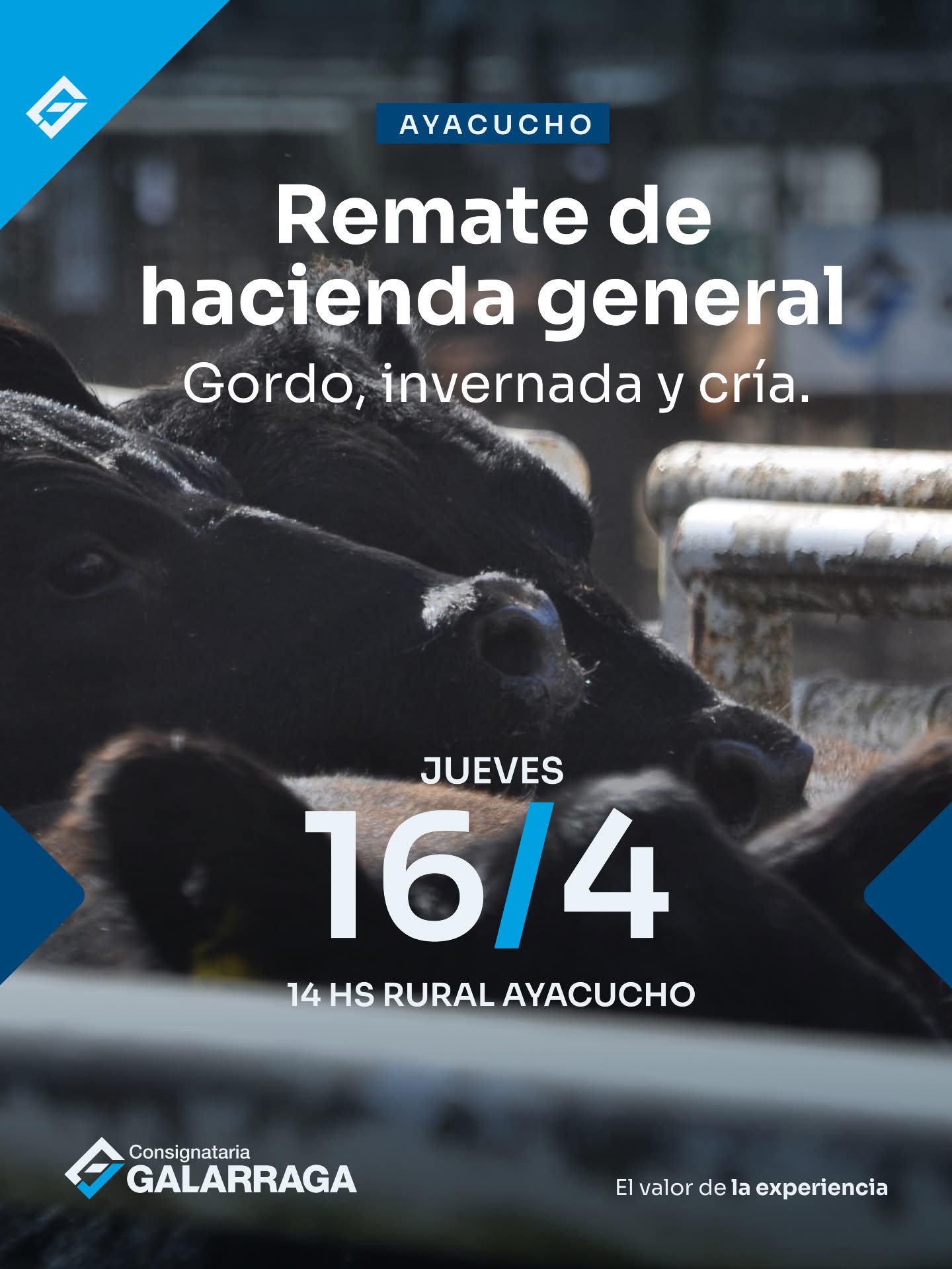 Remate de hacienda Generales, gordo invernada y cría