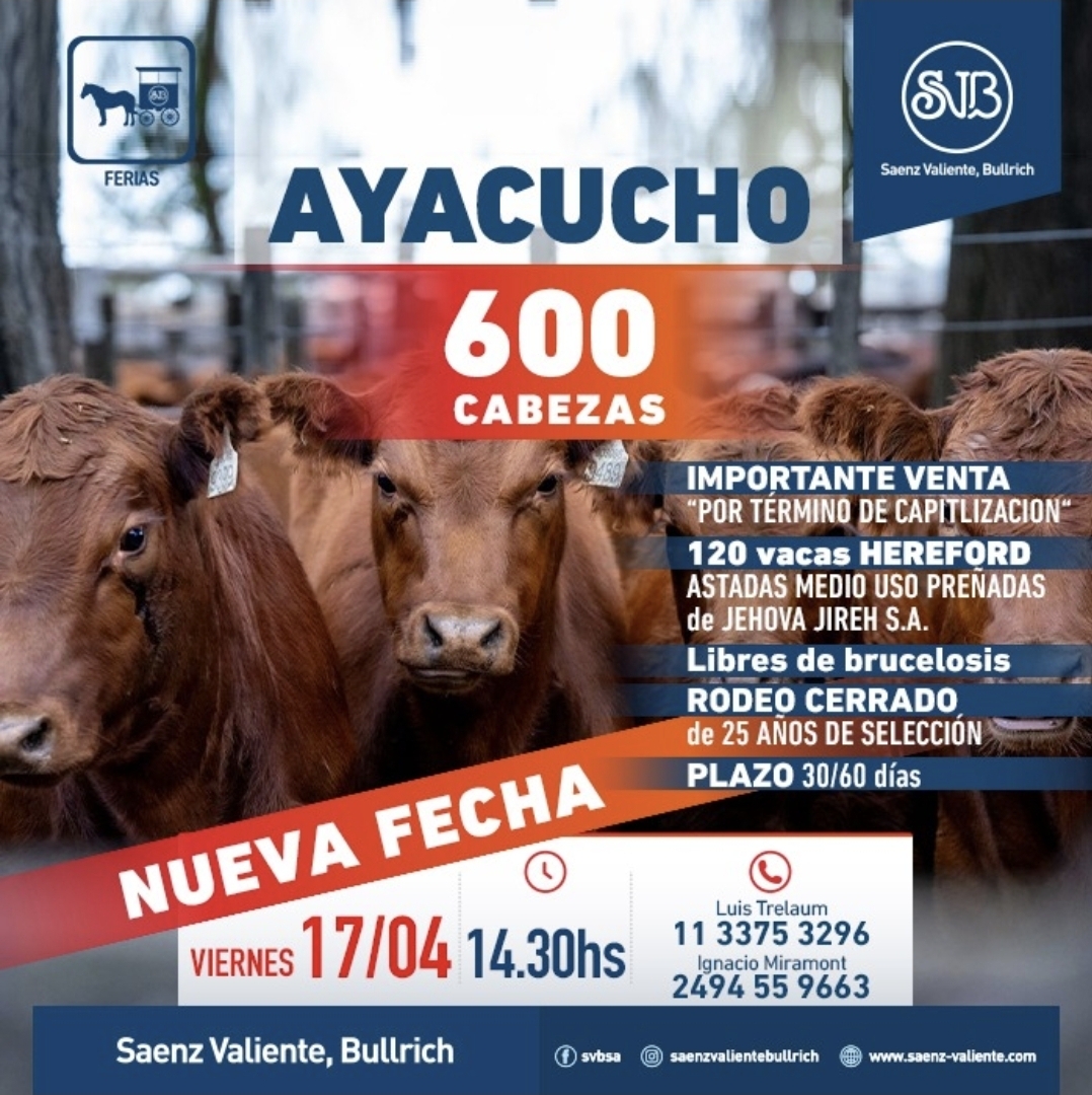 Remate de 600 cabezas en Ayacucho
