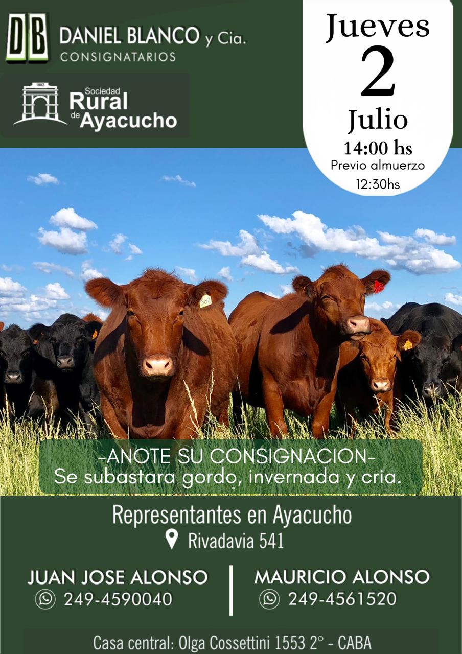 Remate en Ayacucho, gordo invernada y cría
