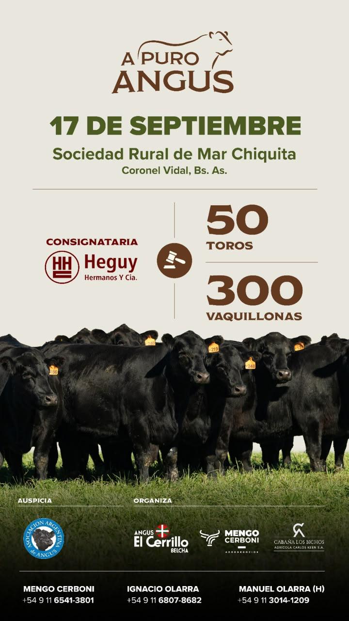 A PURO ANGUS