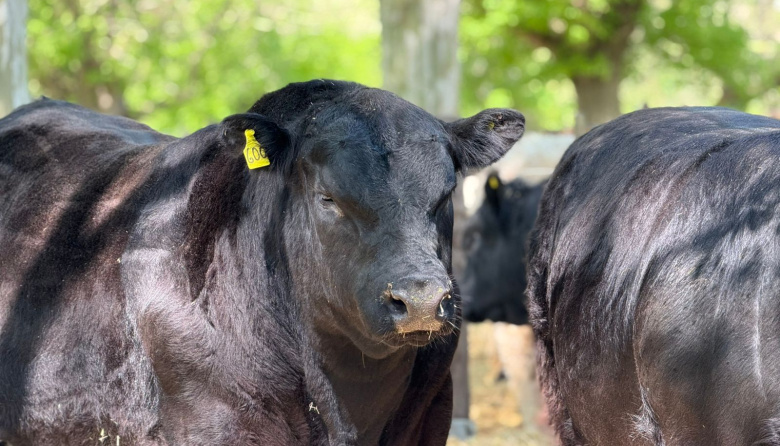 Remate y Exposición de Razas Tradicionales: destacados valores en Maipú 2025