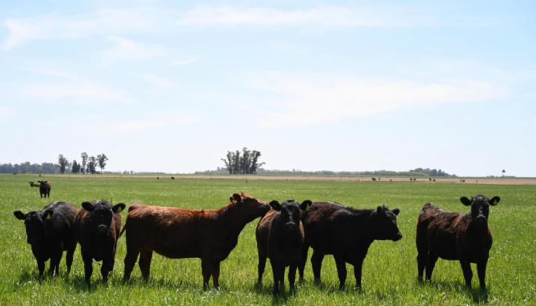 Senasa oficializa el calendario 2026 de vacunación contra fiebre aftosa y brucelosis bovina