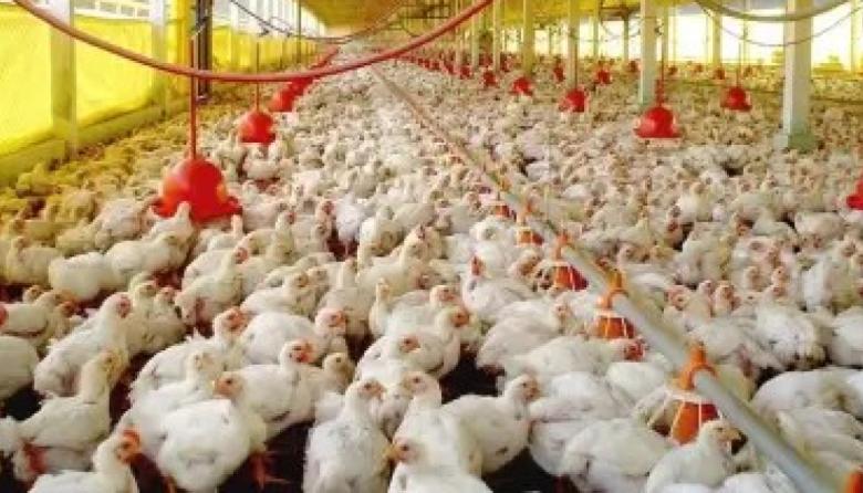 Confirman un caso de fiebre aviar en Ranchos y suspenden exportaciones avícolas
