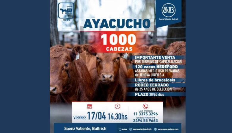 Ayacucho se prepara para un remate con buena hacienda y gran expectativa