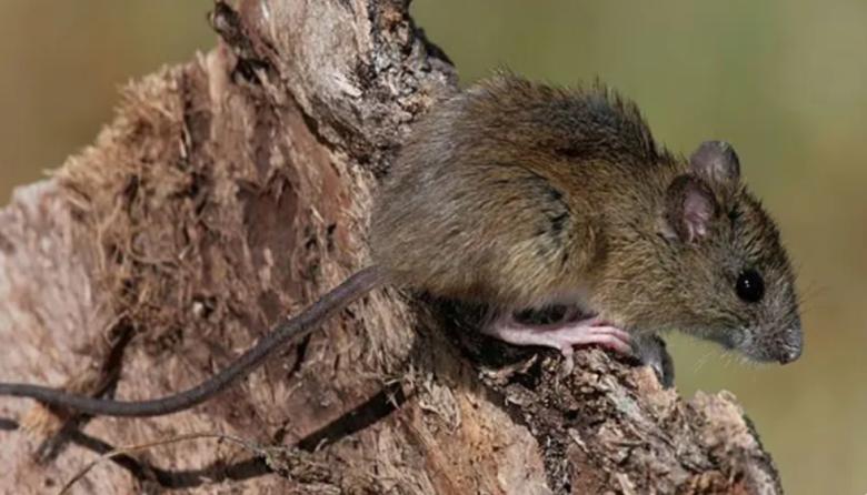 Confirmaron 18 casos de hantavirus y siete muertes en Buenos Aires durante 2026