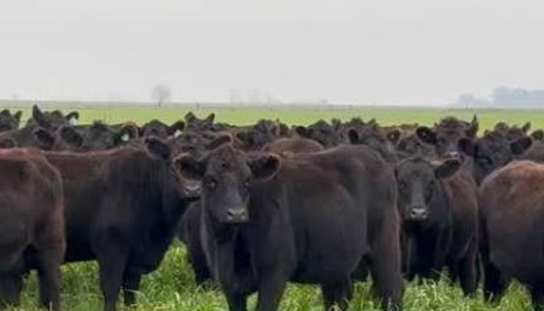 Más de 600 cabezas protagonizaron el remate mensual en la Feria Rural de Ayacucho