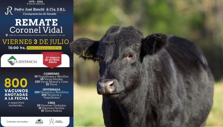 Con una importante oferta de hacienda, se realiza un nuevo remate de Pedro José Ronchi y Cía.