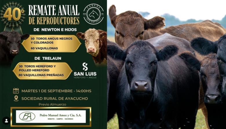 Newton e Hijos y Cabaña San Luis se preparan para su 40° Remate Anual de Reproductores