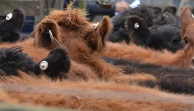 Maipú se prepara para el Remate y Exposición de Razas Tradicionales
