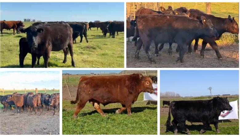 Zelduar prepara una gran jornada ganadera con genética Angus, el debut del Angus Colorado y una importante oferta de reproductores