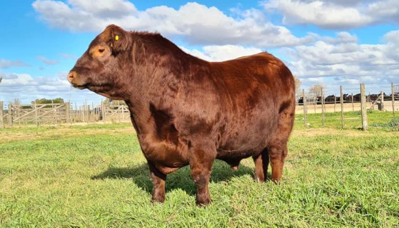 Cabaña La Torcacita prepara su 16.º remate con una fuerte apuesta a la genética Angus