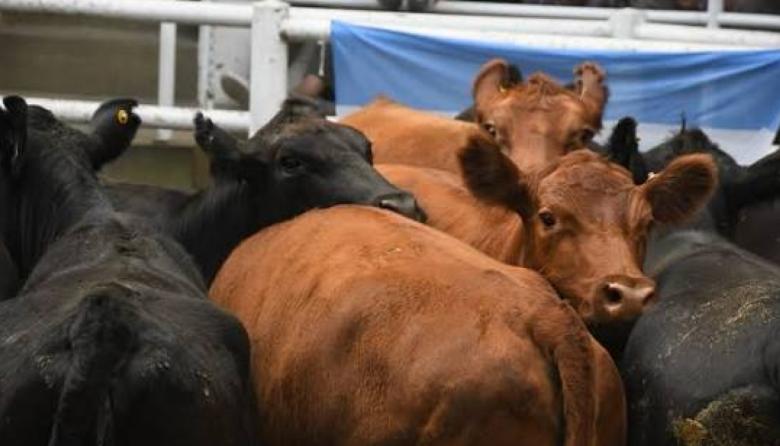 Remate feria en Ayacucho con un encierre de alrededor de 800 cabezas