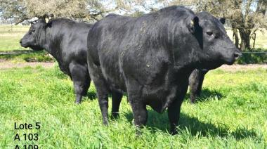 Juan Nasif encabeza el tercer remate de Cabaña El Cedro