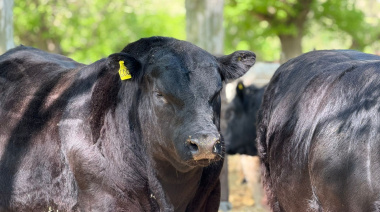 Remate y Exposición de Razas Tradicionales: destacados valores en Maipú 2025