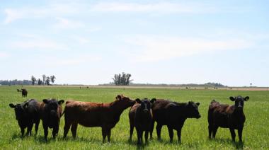 Senasa oficializa el calendario 2026 de vacunación contra fiebre aftosa y brucelosis bovina