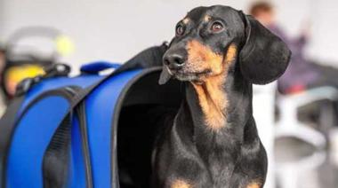 Habilitan el traslado de mascotas en micros y trenes de larga distancia