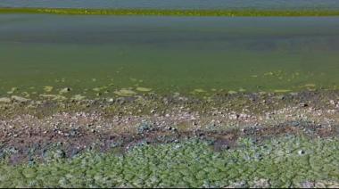 Preocupación por cianobacterias en lagunas bonaerenses durante la temporada de verano