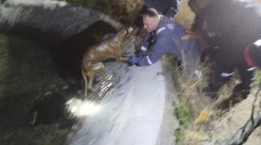 Rescate animal en la base de silo de Madero y Colón