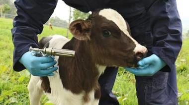 Fuerte rechazo del campo bonaerense a la desregulación de la vacunación contra la aftosa
