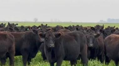 Más de 600 cabezas protagonizaron el remate mensual en la Feria Rural de Ayacucho