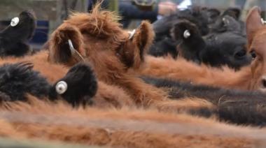Maipú se prepara para el Remate y Exposición de Razas Tradicionales