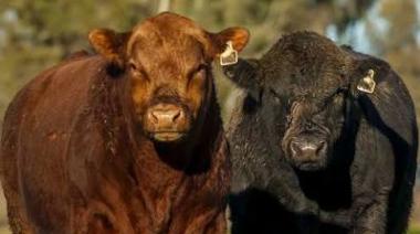 La ganadería vuelve a mostrar un fuerte movimiento en el 17° remate anual Hereford de Origen