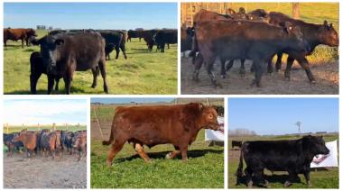 Zelduar prepara una gran jornada ganadera con genética Angus, el debut del Angus Colorado y una importante oferta de reproductores