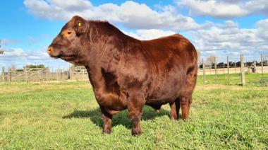 Cabaña La Torcacita prepara su 16.º remate con una fuerte apuesta a la genética Angus
