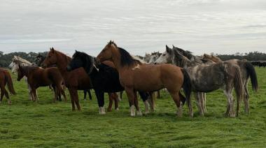 Remate de yeguarizos en Dolores: más de 100 animales anotados para la jornada del lunes