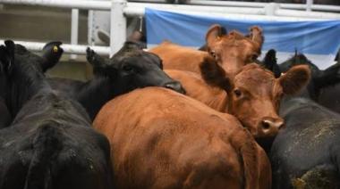Remate feria en Ayacucho con un encierre de alrededor de 800 cabezas