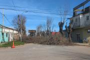 Continúa la poda municipal en calle Necochea