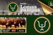 Olavarría: Lomas Pampas realizará su 36º remate anual de toros y vaquillonas