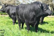 Juan Nasif encabeza el tercer remate de Cabaña El Cedro