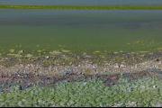 Preocupación por cianobacterias en lagunas bonaerenses durante la temporada de verano