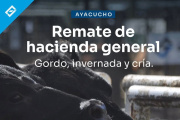 Remate de hacienda general en Ayacucho: una nueva convocatoria para productores de la región