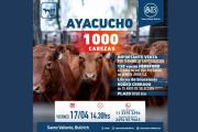 Ayacucho se prepara para un remate con buena hacienda y gran expectativa