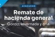 Remate de hacienda general en Ayacucho: una nueva convocatoria para productores de la región