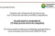 Recuerdan realizar el cambio de categoría de terneros antes de la campaña antiaftosa