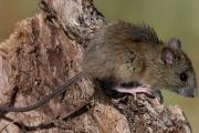 Confirmaron 18 casos de hantavirus y siete muertes en Buenos Aires durante 2026