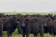 Más de 600 cabezas protagonizaron el remate mensual en la Feria Rural de Ayacucho