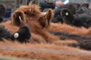 Maipú se prepara para el Remate y Exposición de Razas Tradicionales