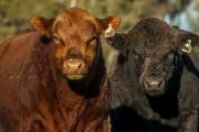 La ganadería vuelve a mostrar un fuerte movimiento en el 17° remate anual Hereford de Origen