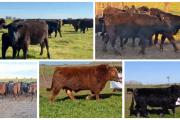 Zelduar prepara una gran jornada ganadera con genética Angus, el debut del Angus Colorado y una importante oferta de reproductores