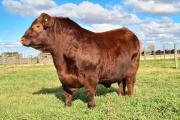 Cabaña La Torcacita prepara su 16.º remate con una fuerte apuesta a la genética Angus