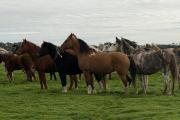 Remate de yeguarizos en Dolores: más de 100 animales anotados para la jornada del lunes