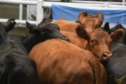 Remate feria en Ayacucho con un encierre de alrededor de 800 cabezas
